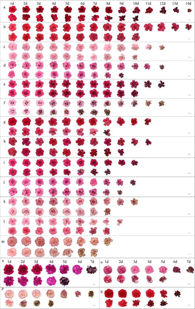 威客电竞华中农业大学解析不同香石竹盆栽品种花寿命与乙烯和水分的关系(图1)