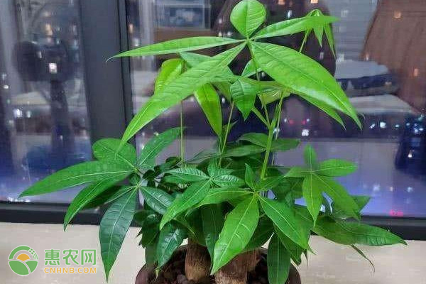 有哪些盆栽种威客电竞植技巧？(图2)