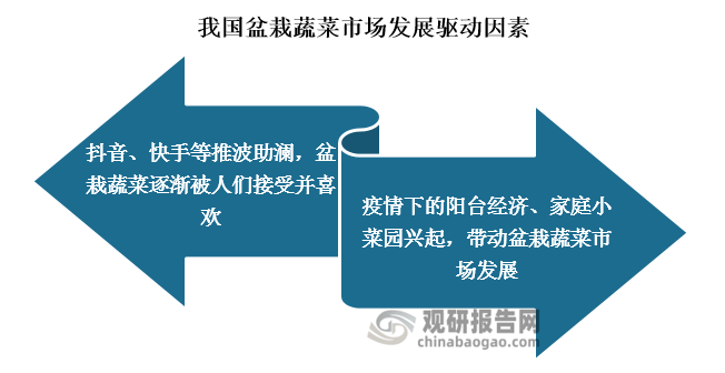 我国盆栽威客电竞蔬菜认可度提高 行业有望迎来第一股 市场规模将持续增长(图3)