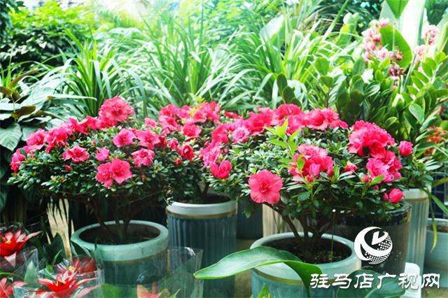 春暖花开添新绿 花卉威客电竞市场人气旺(图1)