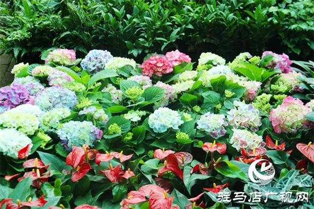 春暖花开添新绿 花卉威客电竞市场人气旺(图8)