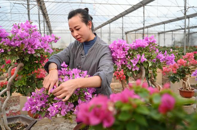 威客电竞福建漳州：从花田到园艺三角梅的“逆袭之路”(图1)