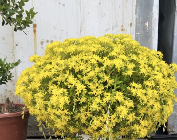 威客电竞1种“垂盆草”当盆栽繁殖速度快挖出1棵长1棵养在家镇宅(图1)