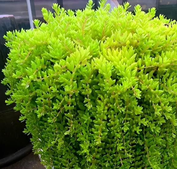 威客电竞1种“垂盆草”当盆栽繁殖速度快挖出1棵长1棵养在家镇宅(图2)