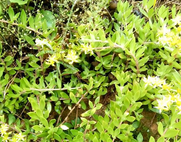 威客电竞1种“垂盆草”当盆栽繁殖速度快挖出1棵长1棵养在家镇宅(图5)