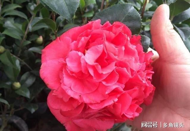 威客电竞它被誉为“红茶花之王”花色艳丽花期还长值得养护(图1)