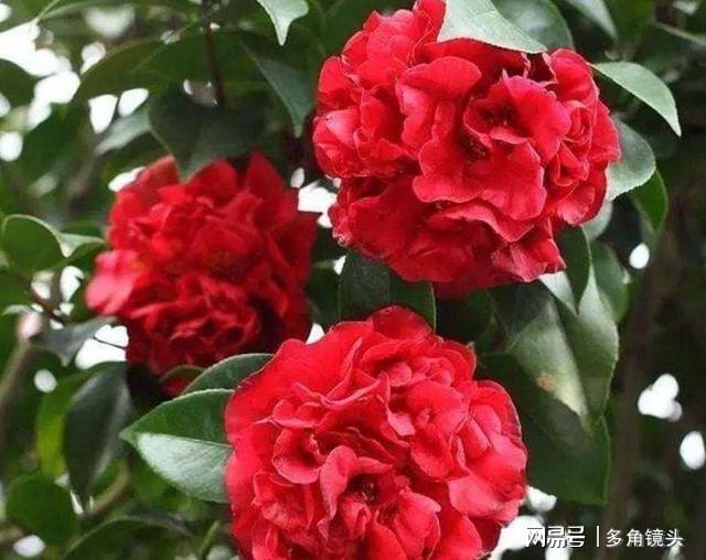 威客电竞它被誉为“红茶花之王”花色艳丽花期还长值得养护(图2)