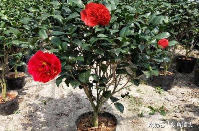 威客电竞它被誉为“红茶花之王”花色艳丽花期还长值得养护(图5)