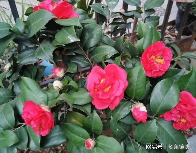 威客电竞它被誉为“红茶花之王”花色艳丽花期还长值得养护(图4)