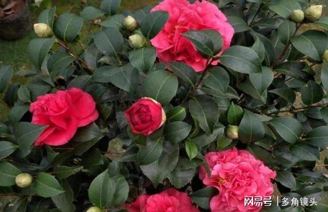 威客电竞它被誉为“红茶花之王”花色艳丽花期还长值得养护(图3)