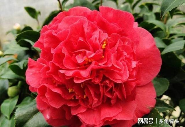 威客电竞它被誉为“红茶花之王”花色艳丽花期还长值得养护(图7)