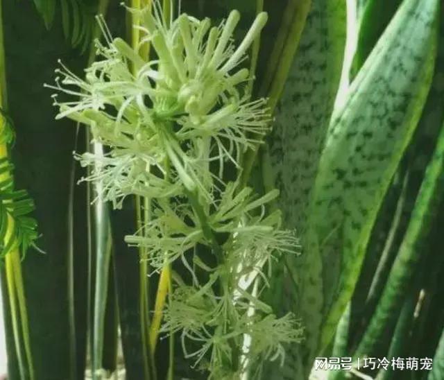 春天就养此款植物好养易打理关键净化空气最厉害威客电竞！(图3)