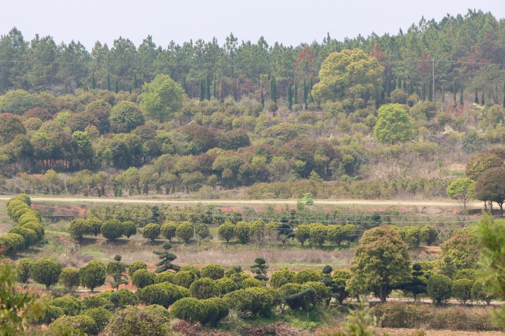 “种风景威客电竞”的新农人｜“园林艺师”：卖苗又卖景(图1)