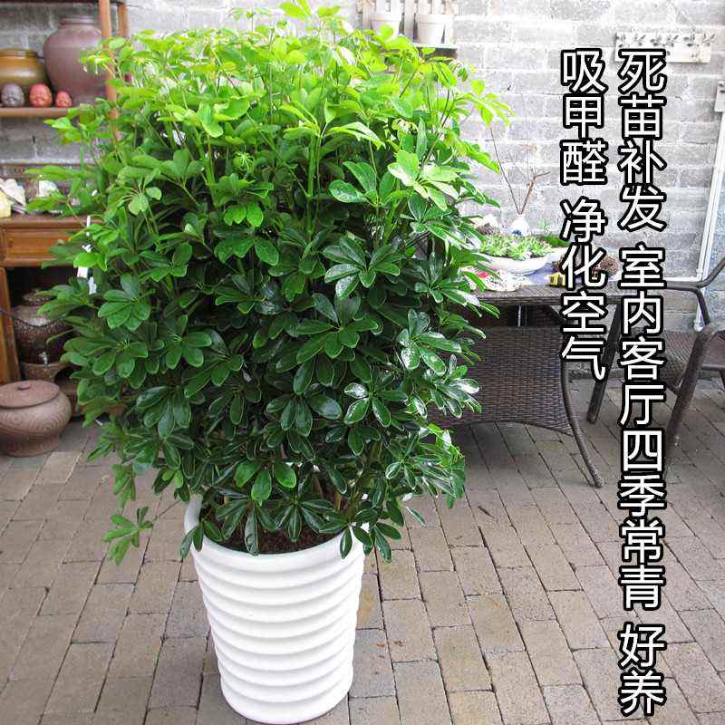 威客电竞盆景植物一览表(盆景植物图片大全)(图1)