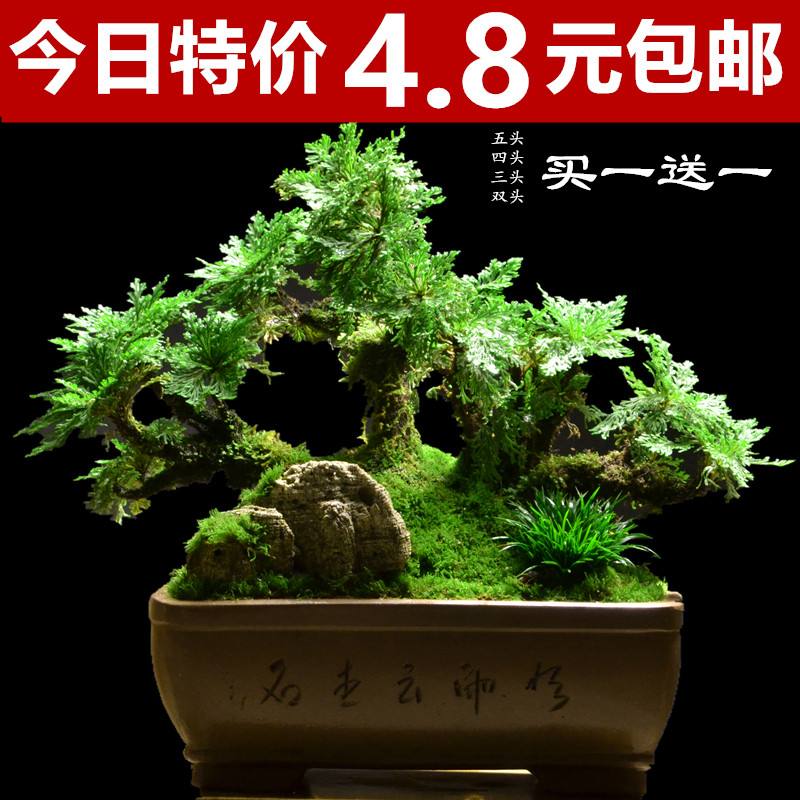 威客电竞盆景植物一览表(盆景植物图片大全)(图2)