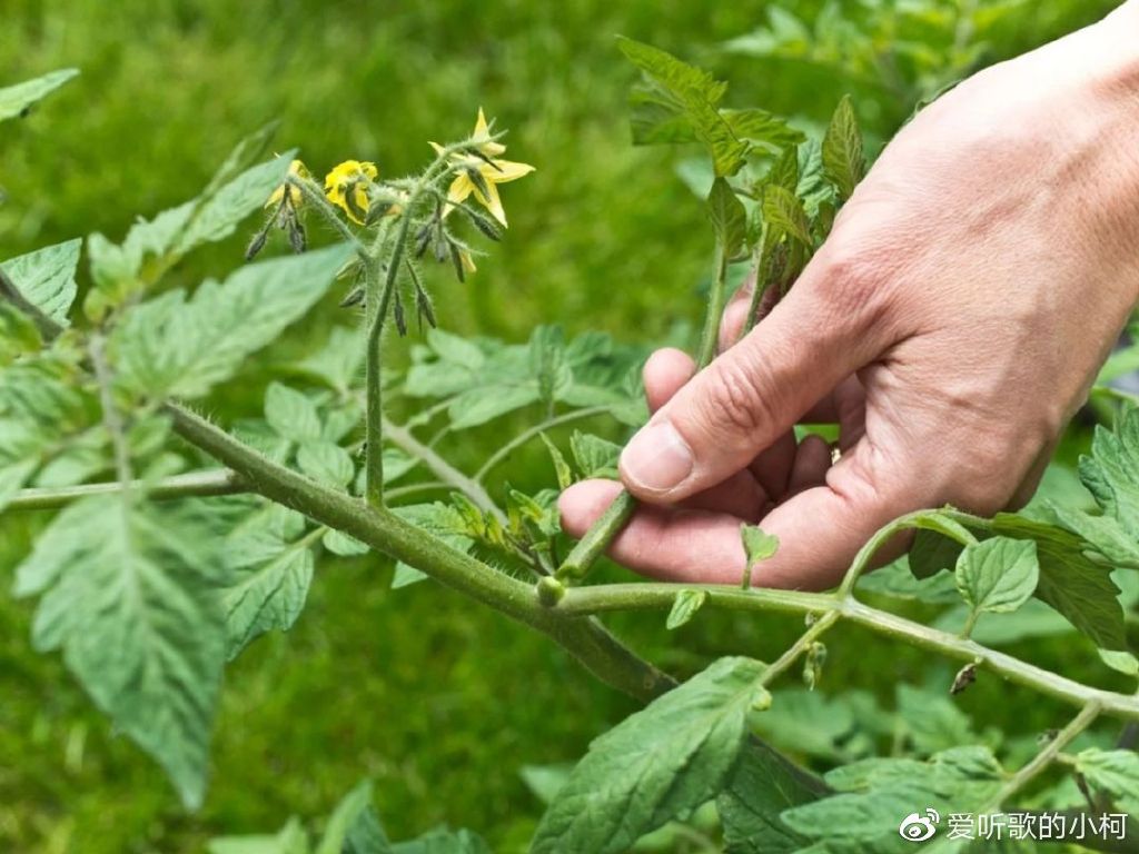 让养花新手成就感爆棚的盆栽“水威客电竞果”番茄从播种到结果(图10)