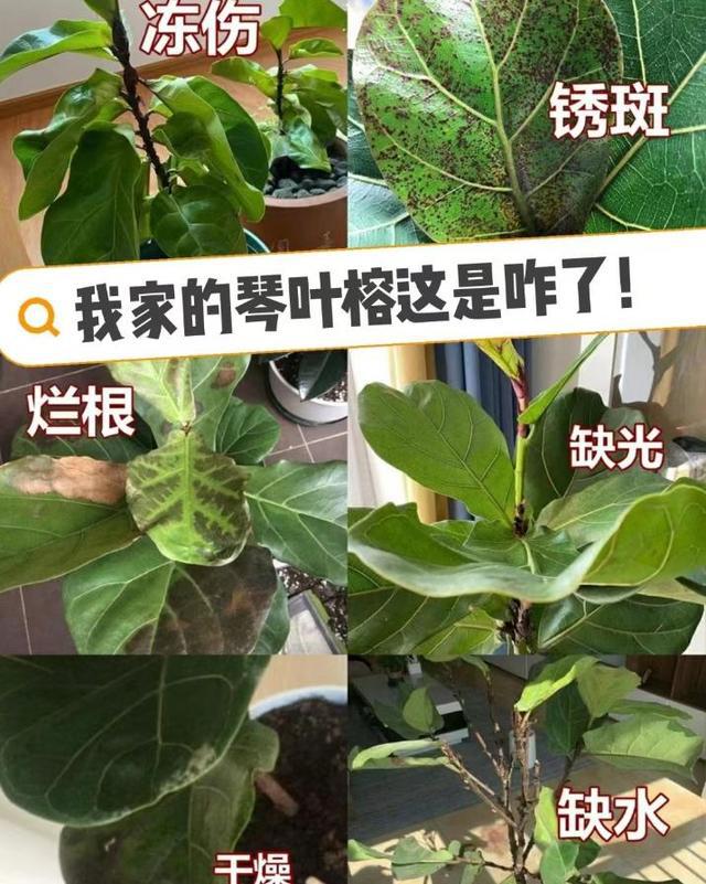 养过上百盆花总结了5种最“踩坑”品威客电竞种不是教训是反思(图20)