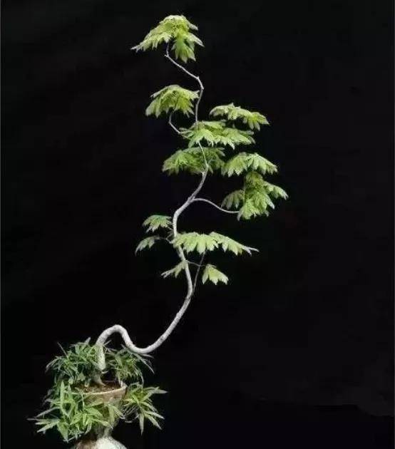 威客电竞盆景并非简单的植物(图5)