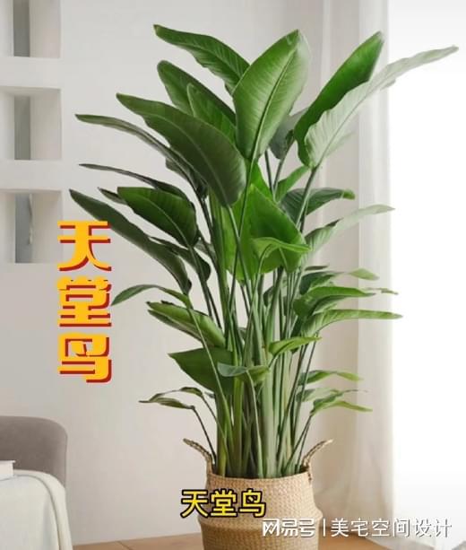 适合摆在客厅的大型植威客电竞物(图1)