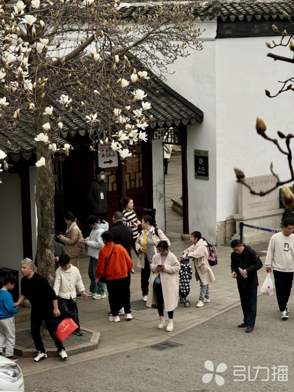 苏州“春日大片”拉开帷幕 威客电竞园林玉兰已“望春”(图3)