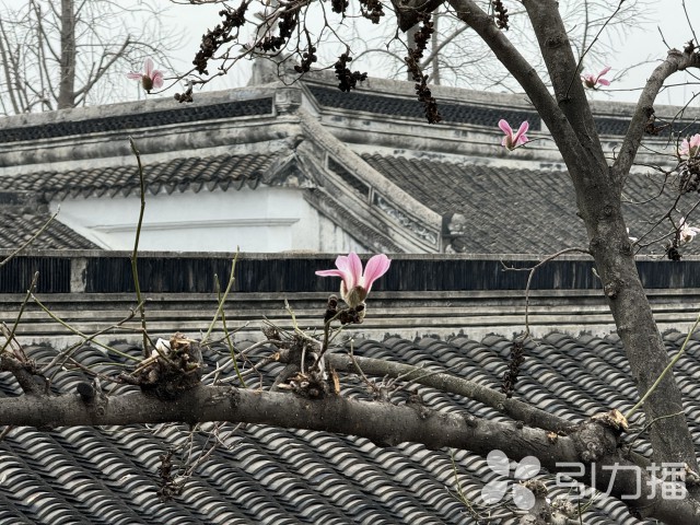 苏州“春日大片”拉开帷幕 威客电竞园林玉兰已“望春”(图2)