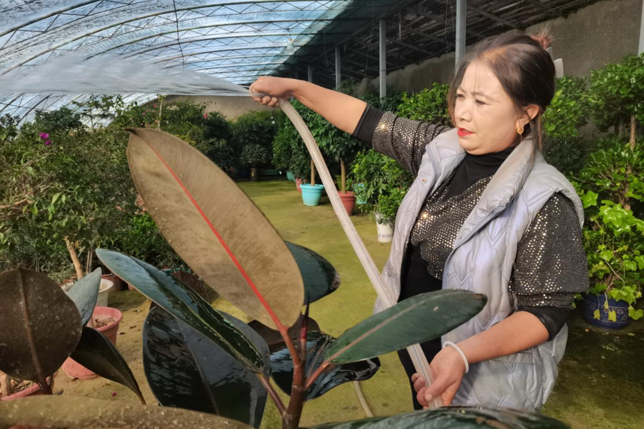 威客电竞泽普：花卉热销季 小盆栽造出“大风景”(图2)