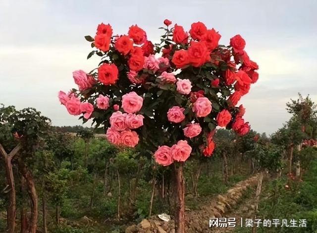 家里有空地威客电竞种几株此花树花开艳丽花香迷人一起欣赏一下(图5)