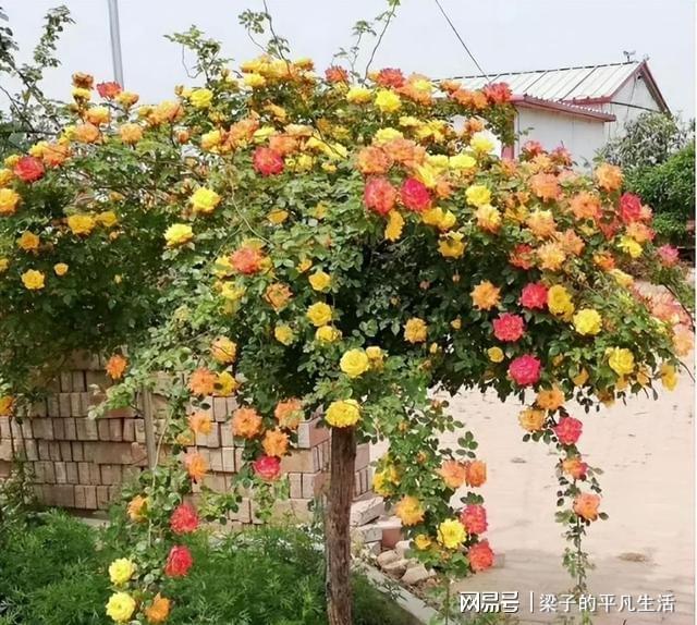 家里有空地威客电竞种几株此花树花开艳丽花香迷人一起欣赏一下(图6)