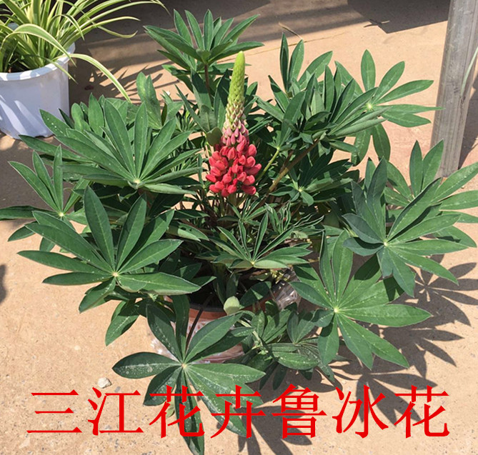 威客电竞山东盆栽草花大全(图1)