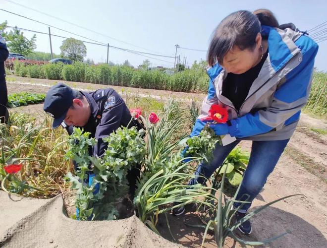 见此花请举报！一株也不行！威客电竞(图4)