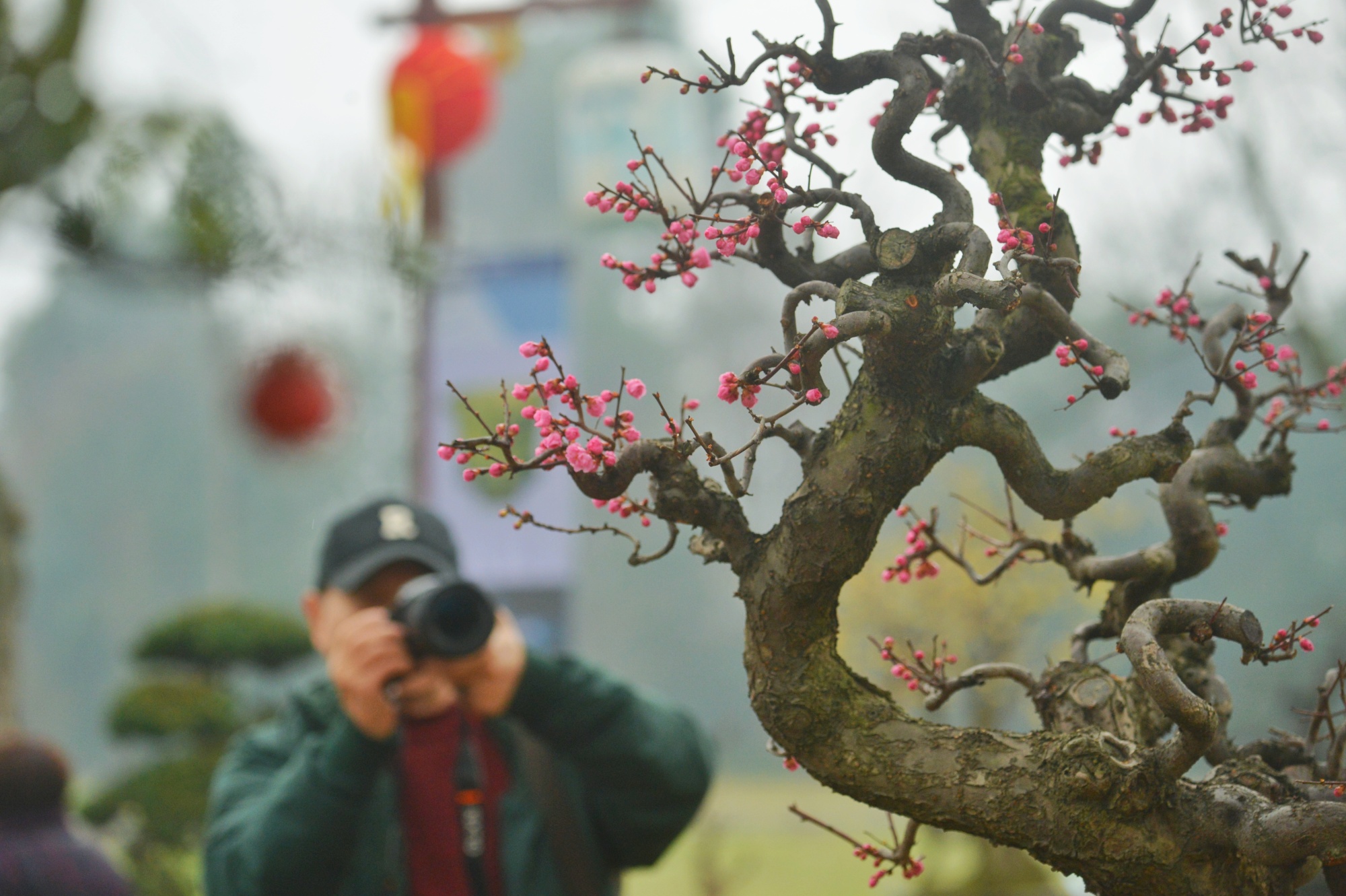 威客电竞邛崃市首届花卉盆景艺术季开幕 将持续到2月29日(图1)