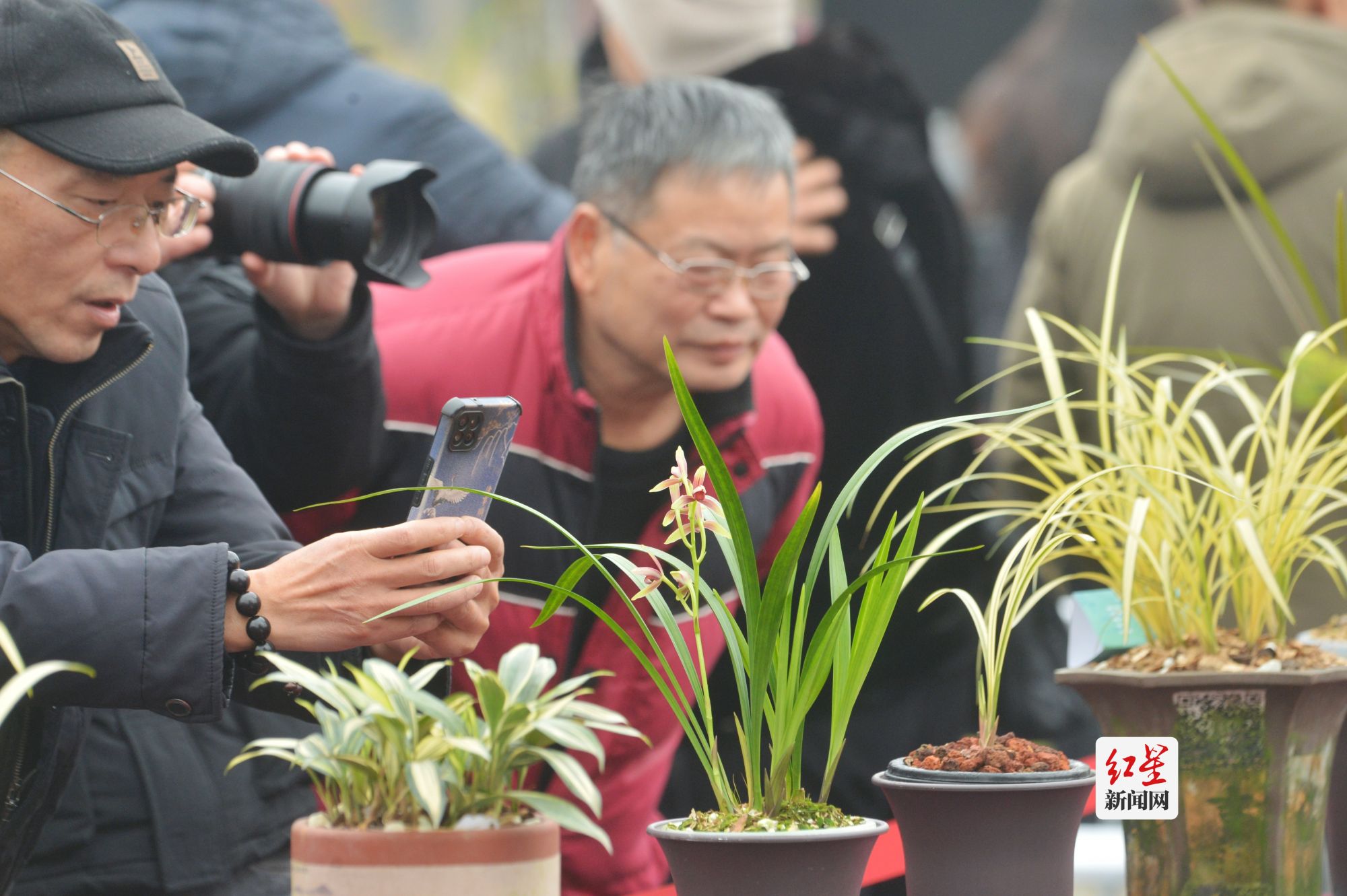 威客电竞喜迎2024年成都世界园艺博览会邛崃市首届花卉盆景艺术季开幕(图4)