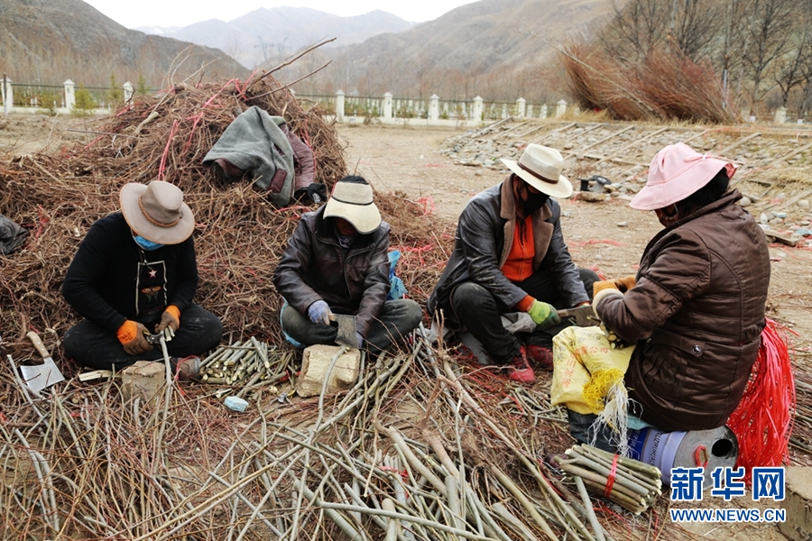 【新时代·新玉树·新生活】一棵树一片威客电竞情 千亩林木绘就新玉树美丽画卷(图3)