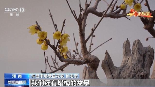 蜡梅有了“经纪人” 不仅网上攒足人气威客电竞更能“香”飘全国(图1)