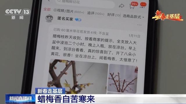 蜡梅有了“经纪人” 不仅网上攒足人气威客电竞更能“香”飘全国(图5)