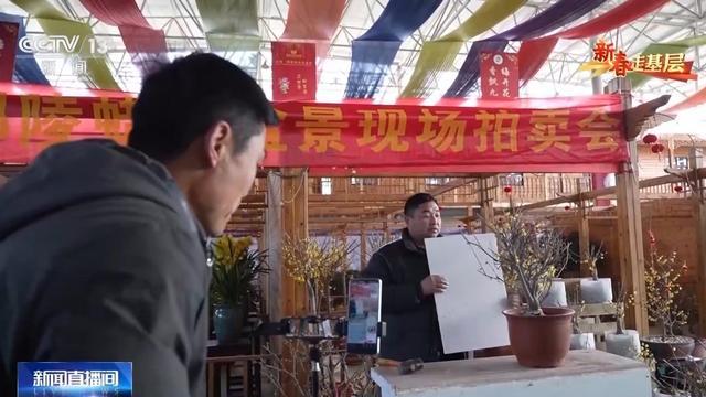 蜡梅有了“经纪人” 不仅网上攒足人气威客电竞更能“香”飘全国(图8)