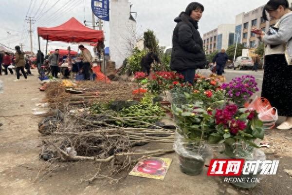 荷塘区仙庾镇：乡村集市威客电竞花卉苗木生意火了(图1)