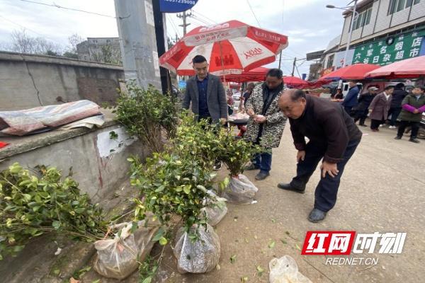 荷塘区仙庾镇：乡村集市威客电竞花卉苗木生意火了(图3)