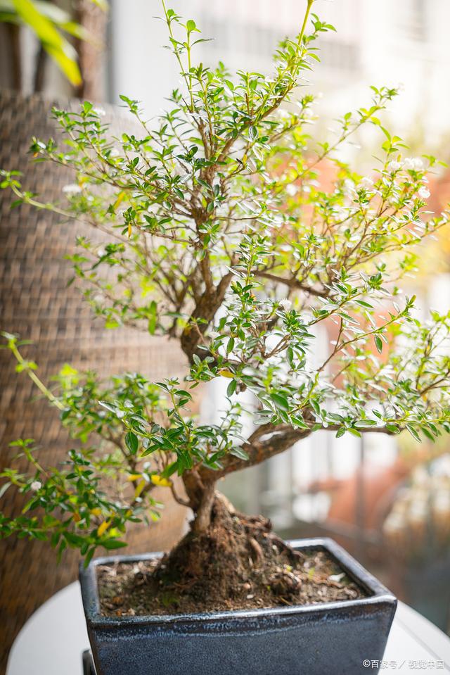 威客电竞观赏盆景推荐：揭开这20种盆景植物的神秘面纱是否有你心中绿意(图6)