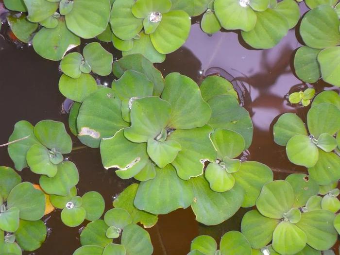 9种长相别致的小众盆栽植物适合养成室内观威客电竞赏花卉(图11)