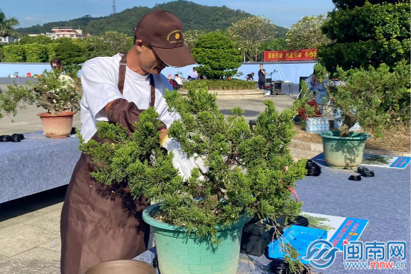 威客电竞泉州永春：巧手匠心造美景 61名盆景高手同台竞技展风采(图3)