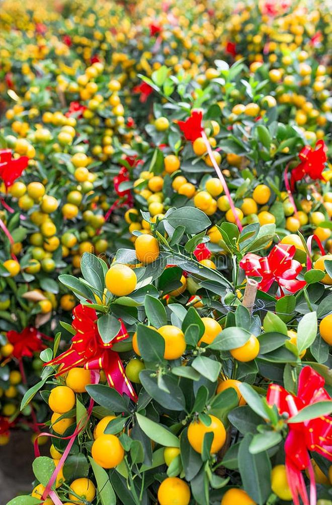 威客电竞必看！春节送绿植哪种最能表达心意？(图2)