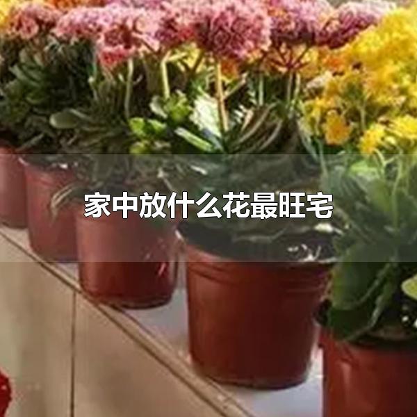 家中放什么花最旺威客电竞宅(图1)