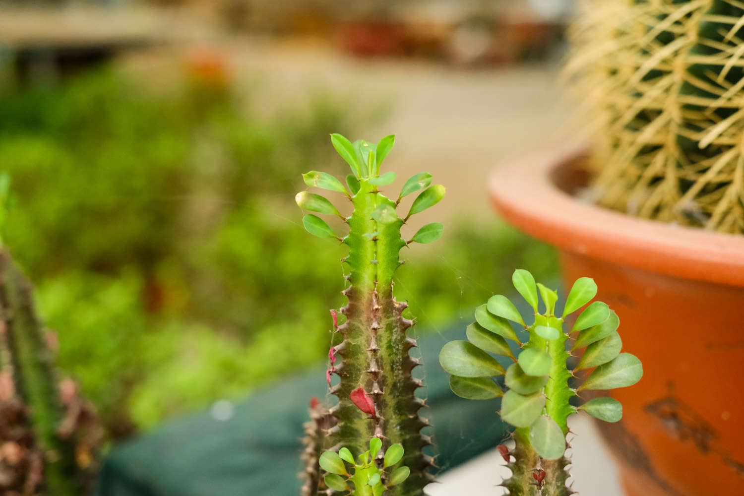 客厅最旺宅的大型植物威客电竞(图2)