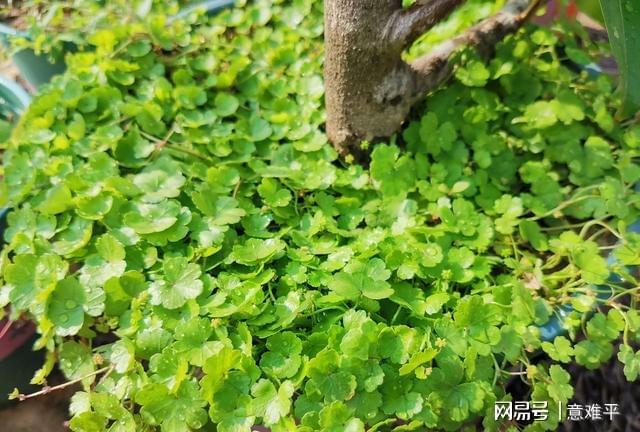 威客电竞农村这种不显眼的植物可100%药用还可炼油更是假山盆景的首选(图6)