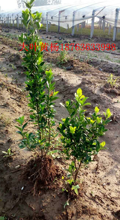 多肉植物威客电竞盆栽苗(图2)