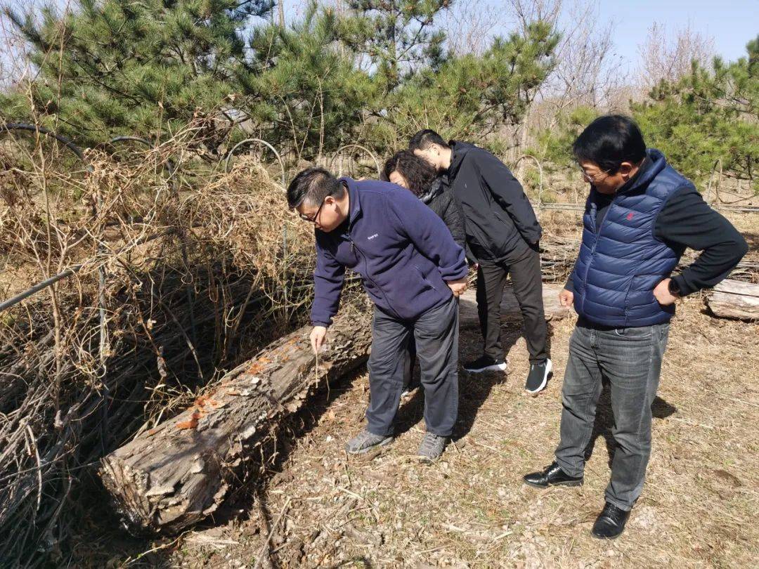 区园林绿化局开展林地、绿地养护管理和森林防火工作专项检查威客电竞(图2)