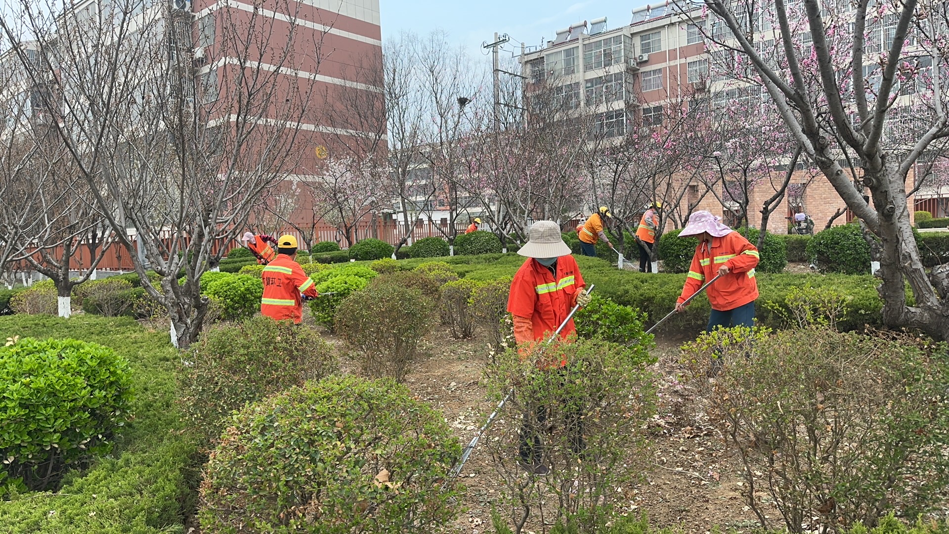 威客电竞【美德信用口镇】口镇街道：花开满径春正好 园林绿化养护忙(图1)