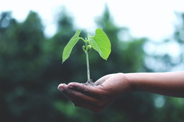 威客电竞景观绿化照片(绿化对于我们生活的重要意义是什么)(图3)